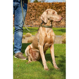 Designed by Lotte Hundehalsband Velura