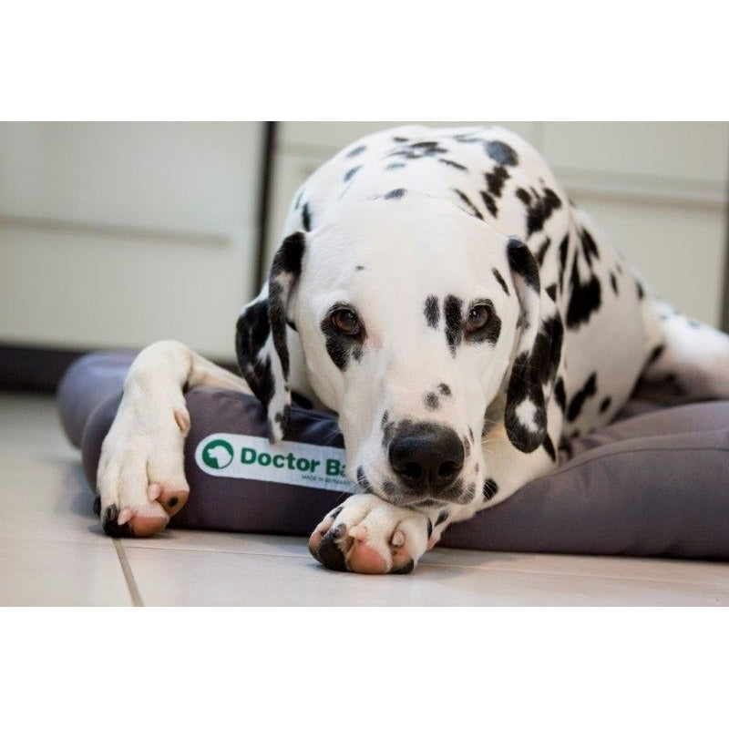 Doctor Bark Hundekissen
