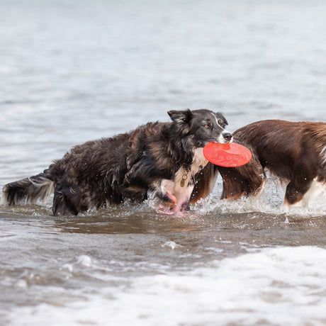 Dog Disc aus thermoplastischem Gummi (TPR)