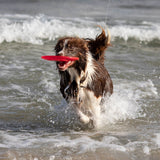 Dog Disc aus thermoplastischem Gummi (TPR)