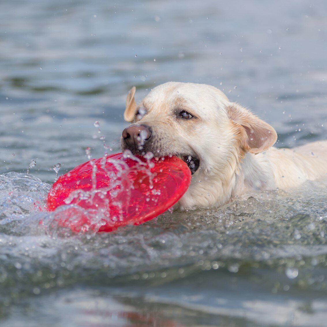 Dog Disc aus thermoplastischem Gummi (TPR)