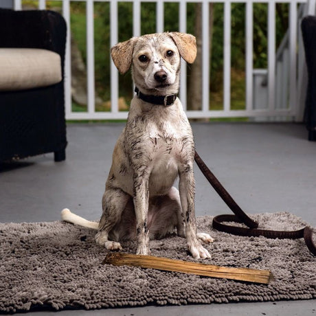 Dirty Dog Mikrofaser Kissen