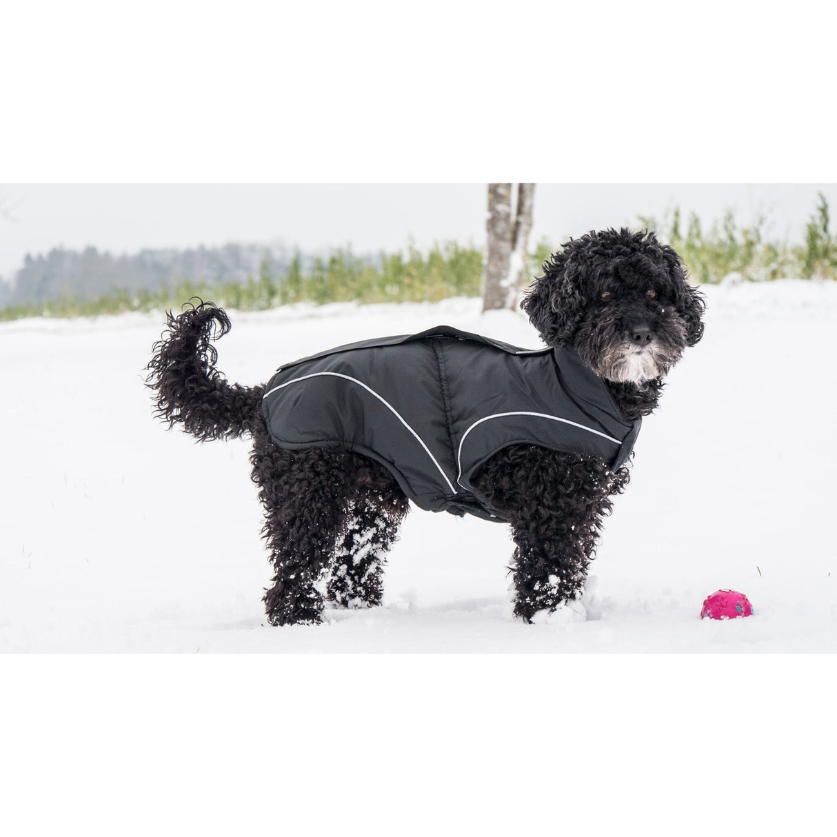 DogBite Hunde Winterjacke Matt