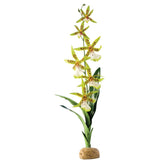 Exo Terra -  Regenwald Bodenpflanzen – Spinnen Orchidee - 6,5 x 45,0 x 5 cm