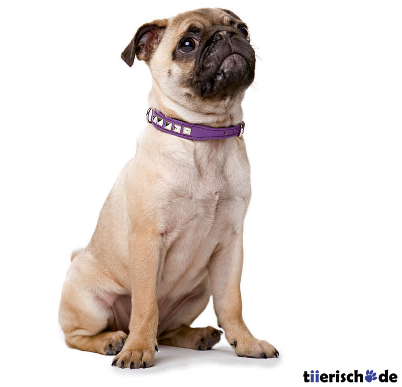 Halsband Rocky Petit für kleine Hunde