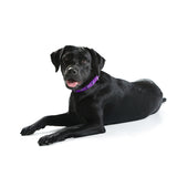 Hunter Hundehalsband Softie Kunstleder