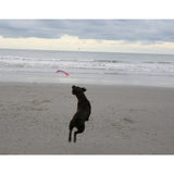 Chuckit! Flying Squirrel