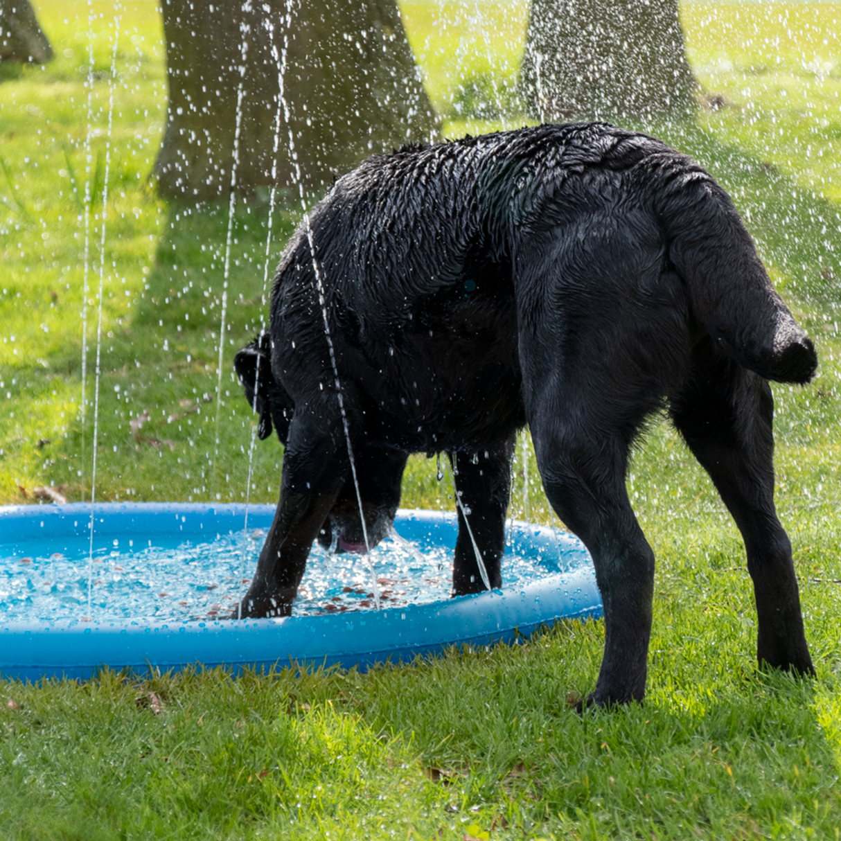 CoolPets Splash Pool Water Sprinkler
