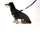 Hundegeschirr Soft & Safe reflektierend