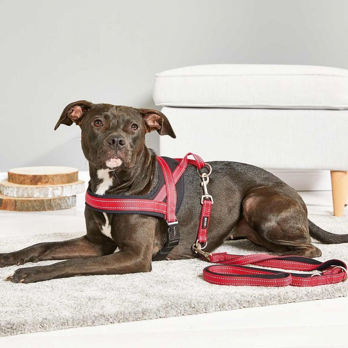 Hundegeschirr Soft & Safe reflektierend