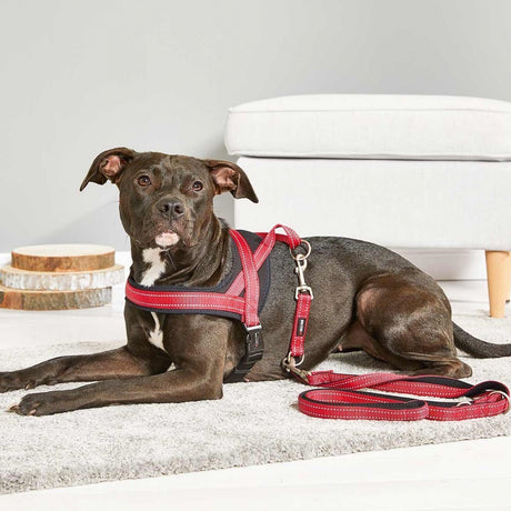 Hundegeschirr Soft & Safe reflektierend