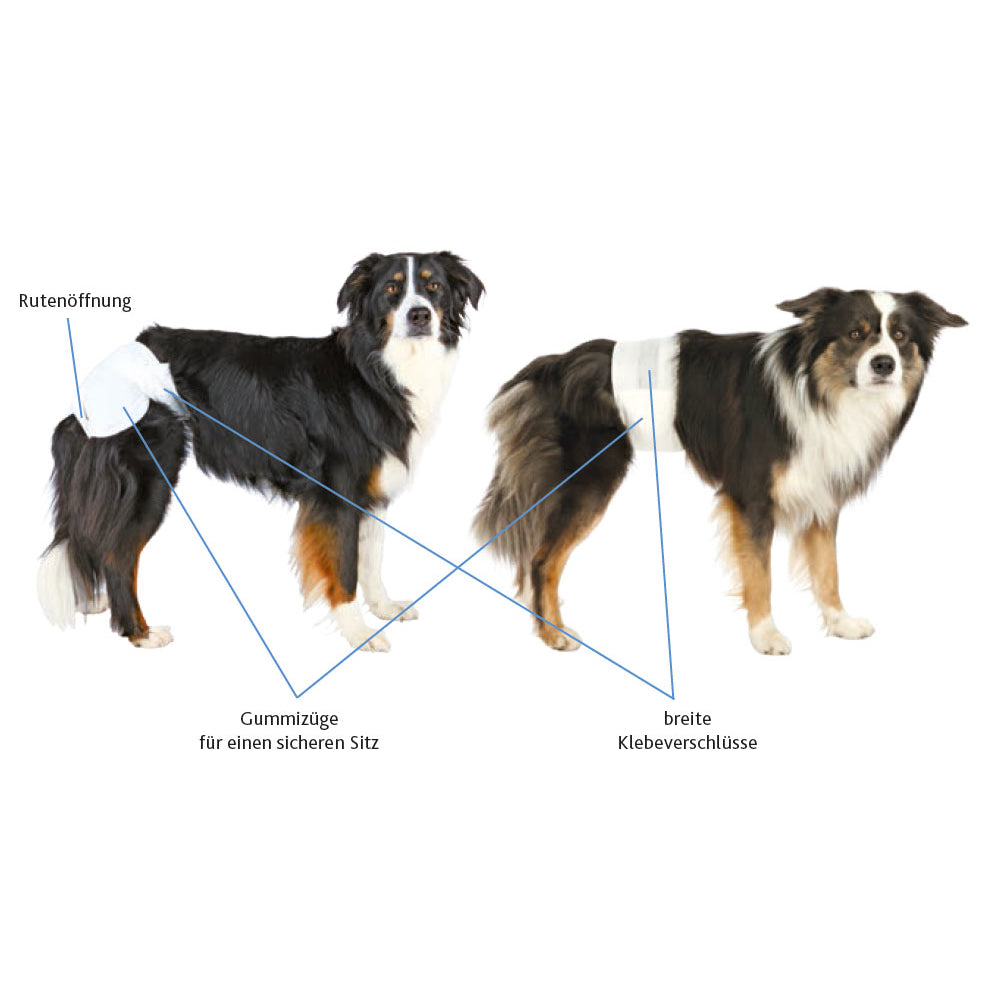 Hundewindeln für Hündinnen