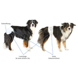 Hundewindeln für Hündinnen
