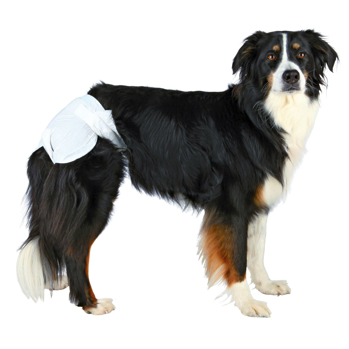 Hundewindeln für Hündinnen