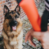 Dummy Trient für Hunde – 30 x 4 cm, rot
