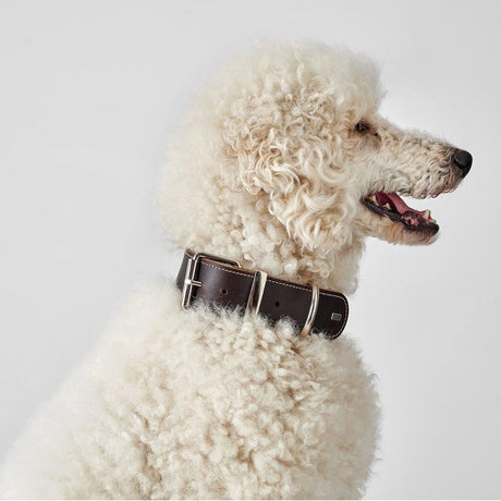 Hunter Halsband Aalborg Special Leder