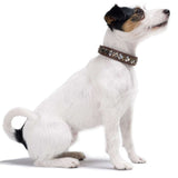 Halsband Arizona Up
