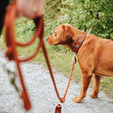 Halsband München für Hunde