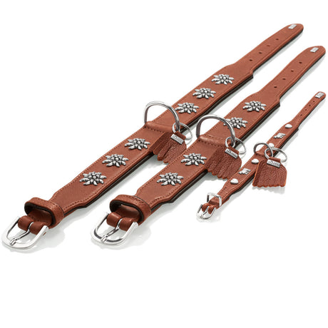 Halsband München für Hunde