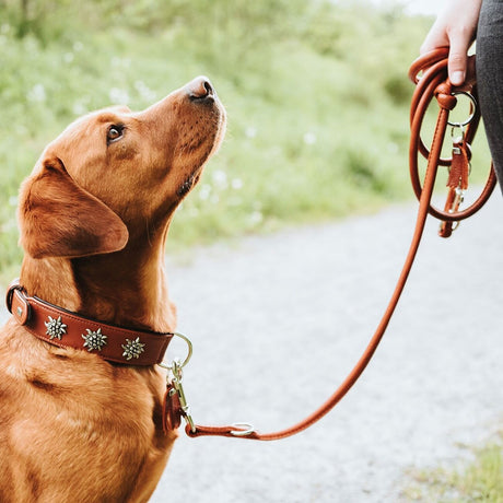 Halsband München für Hunde