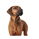 Hunter Halsband Tara Juchtenleder