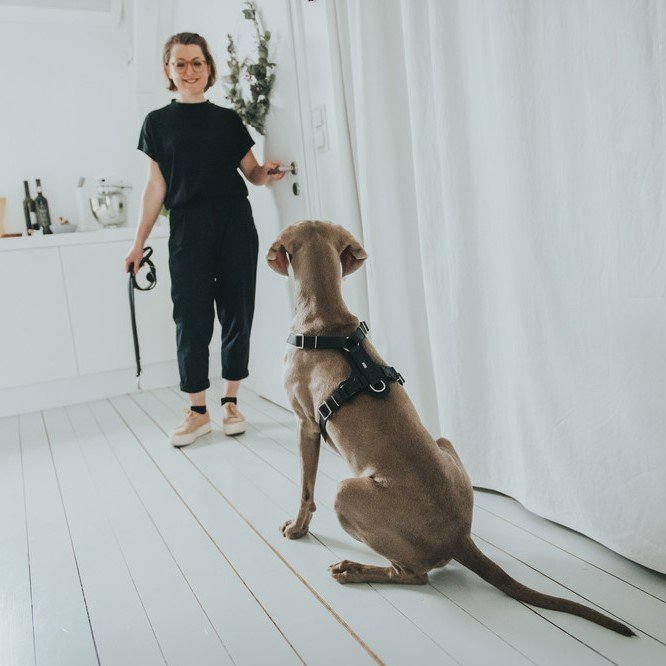 Hunter Hundegeschirr Aalborg Leder