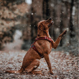 Hunter Hundegeschirr Aalborg Leder