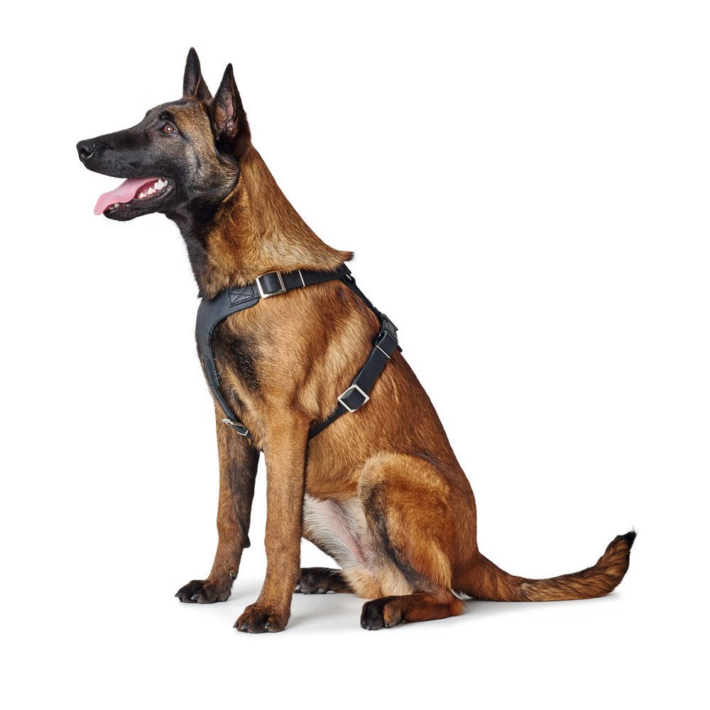 Hunter Hundegeschirr Aalborg Leder