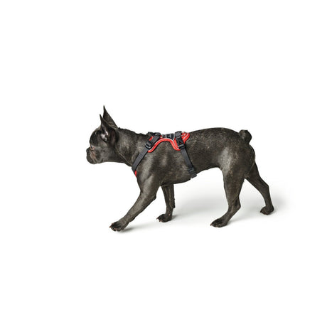 Hunter Hundegeschirr Divo