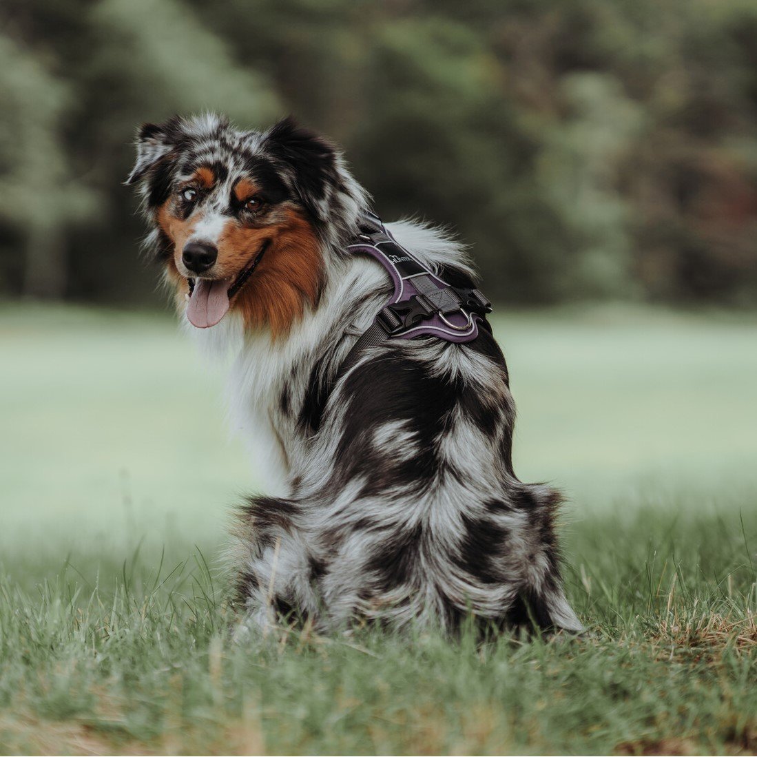 Hunter Hundegeschirr Divo