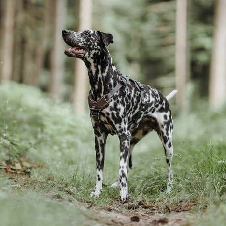Hunter Hundegeschirr Divo