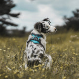Hunter Hundegeschirr Divo