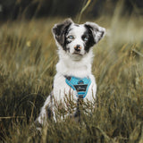 Hunter Hundegeschirr Divo