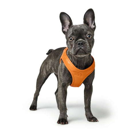 Hunter Hundegeschirr Hilo
