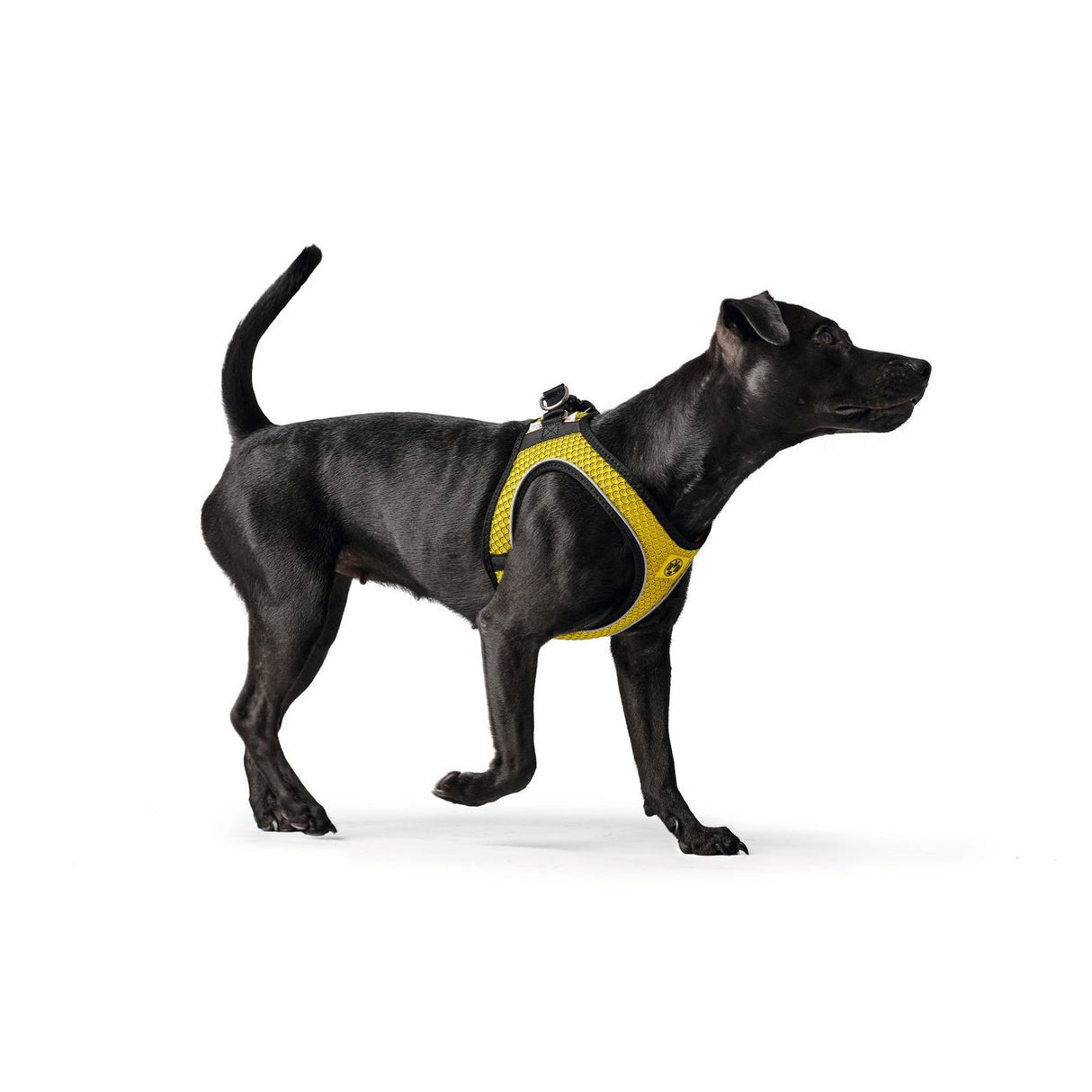 Hundegeschirr Hilo Comfort BVB