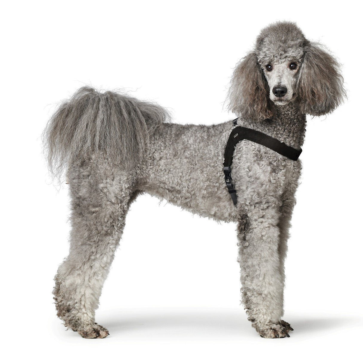 Hundegeschirr Leder Dimaro