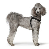 Hundegeschirr Leder Dimaro