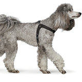 Hundegeschirr Leder Dimaro