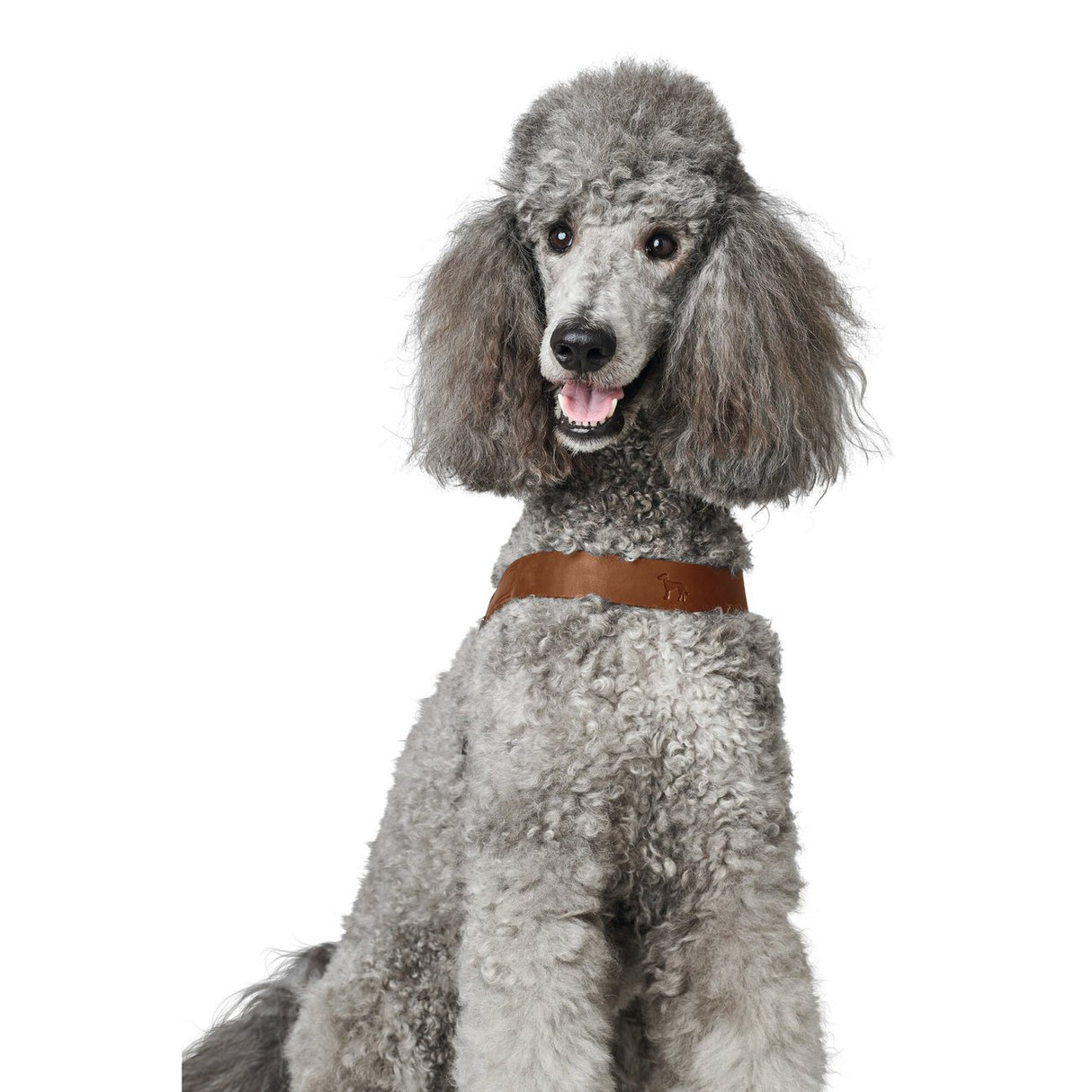 Hundegeschirr Leder Dimaro