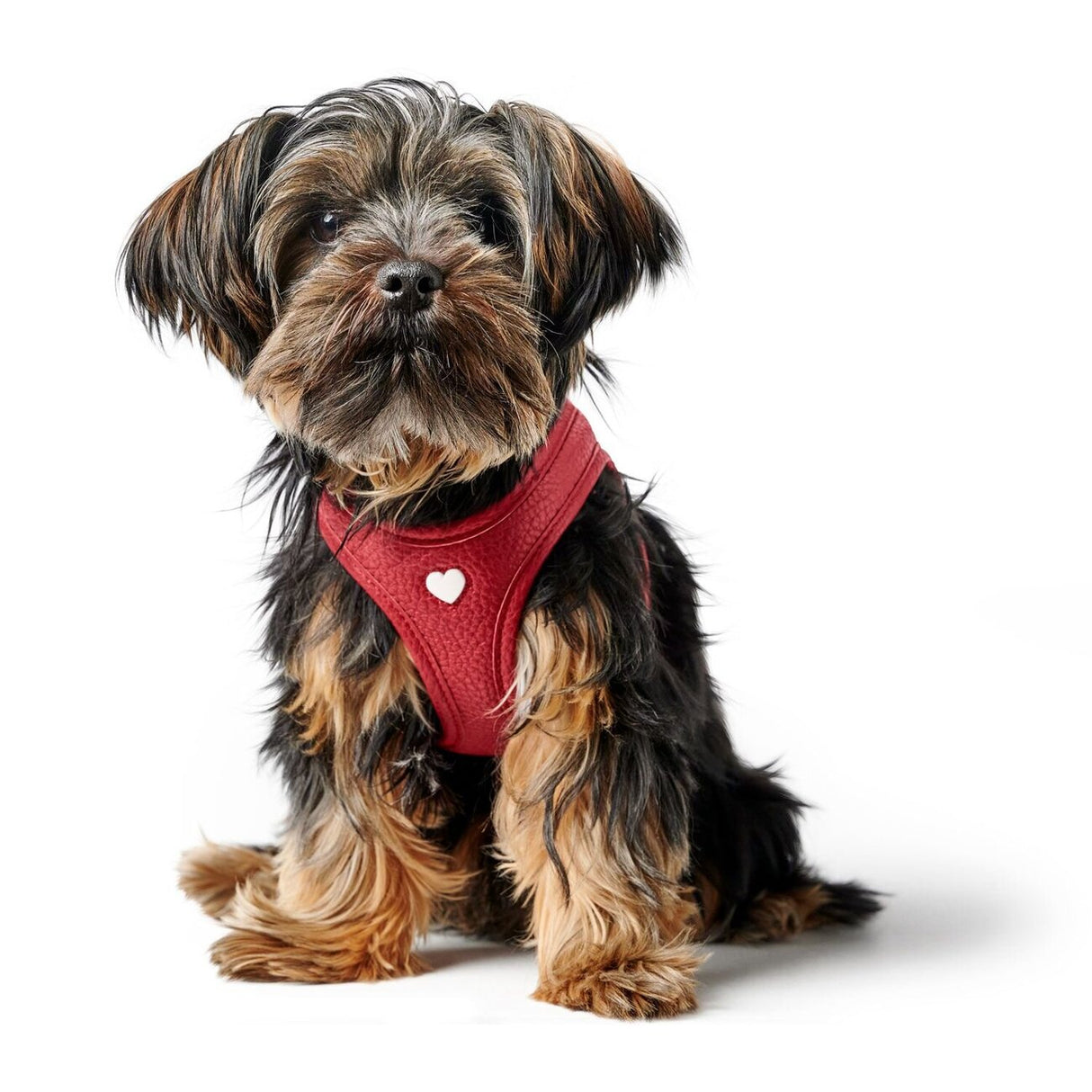 Hundegeschirr Love