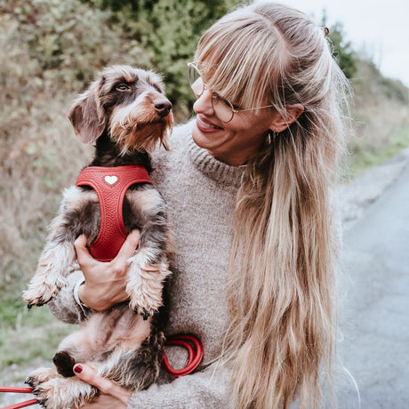 Hundegeschirr Love