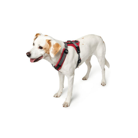 Hunter Hundegeschirr Maldon gepolstert