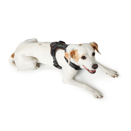 Hunter Hundegeschirr Maldon gepolstert
