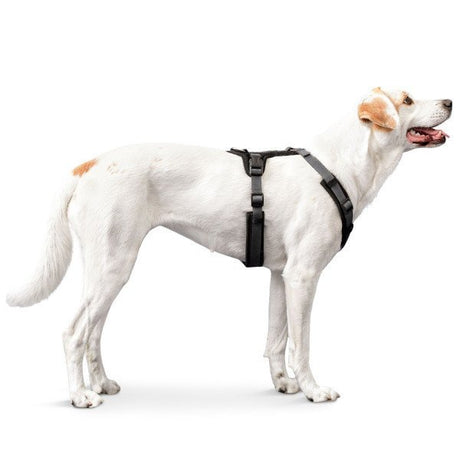 Hunter Hundegeschirr Maldon gepolstert
