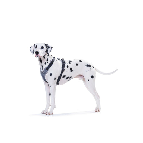 Hunter Hundegeschirr Neopren