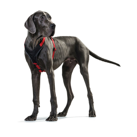 Hunter Hundegeschirr Neopren