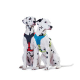 Hunter Hundegeschirr Neopren
