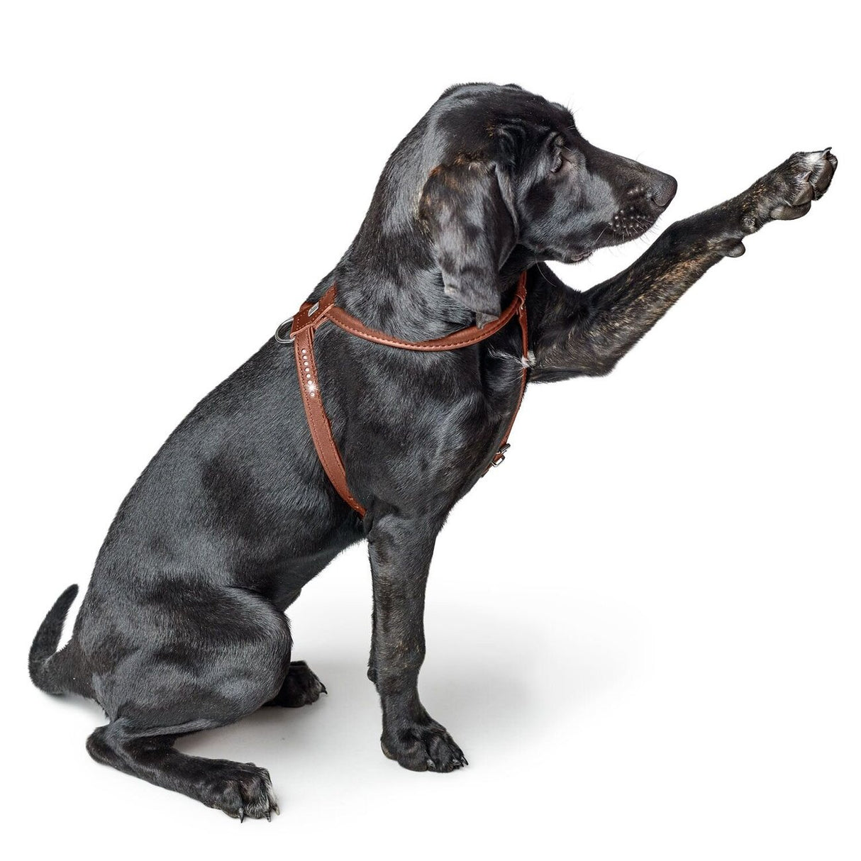 Hundegeschirr Round & Soft Canadian Up