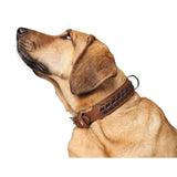 Hunter Hundehalsband El Paso