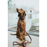 Hunter Hundehalsband El Paso